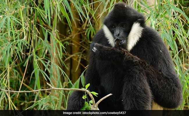 Apes Remember Friends They Haven't Seen For Decades, Shows Research