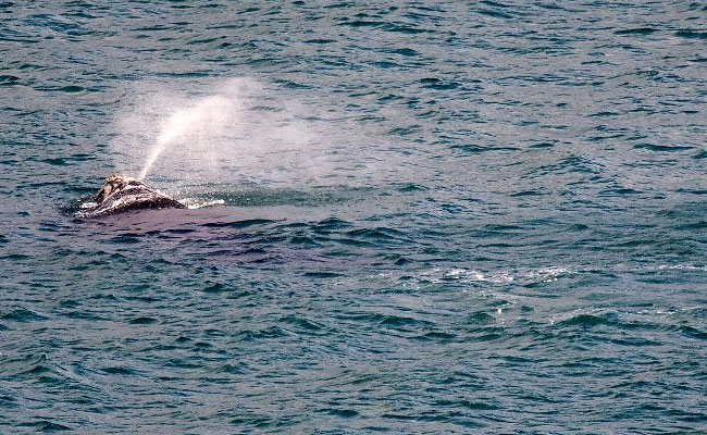 Frolicking Whale Halts New Zealand Fireworks Display