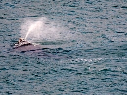 Frolicking Whale Halts New Zealand Fireworks Display Frolicking Whale Halts New Zealand Fireworks Display