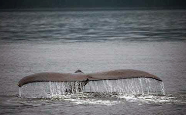 Over 120 Pregnant Minke Whales Killed In Japan's Latest Annual Hunt