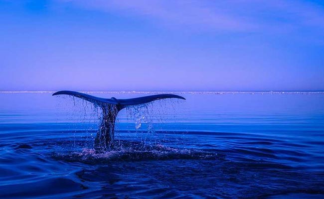 Whale Dies In Thailand After Swallowing 80 Plastic Bags