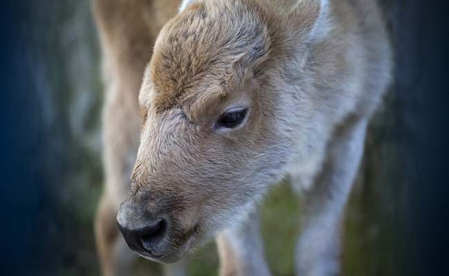 White Bison, One Of World's Rarest Animals, Born At Belgrade Zoo