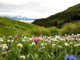 हमारे जंगल का समाज हमारे जंगल का समाज