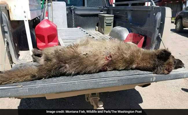 Bigfoot? Dogman? Authorities Have No Idea What This Wolf-Like Creature Is