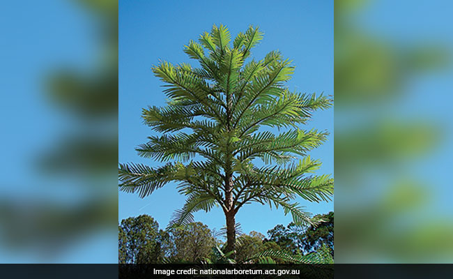 Tree, Thought To Be Extinct 2 Million Years Ago, Now Grown In Australia