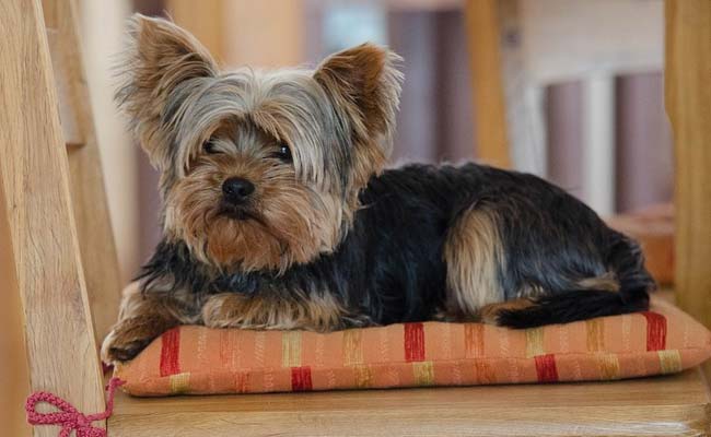 Dog Has Visiting Rights Too, Rules Brazil Court